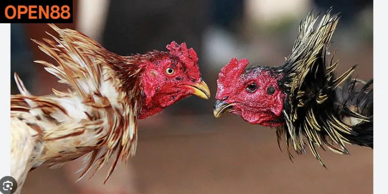 Chăm sóc chiến kê để vươn tới đỉnh cao