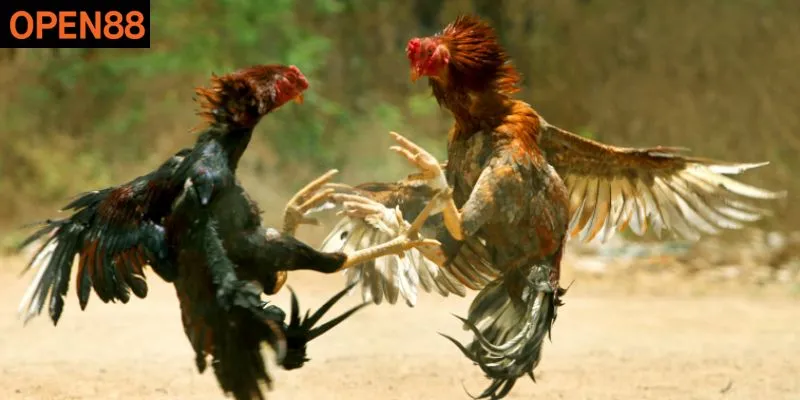Tìm hiểu về đá gà là gì tại trang web Open88